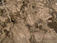dscn4841  Calcare: bioclasti cementati in matrice fangosa (micrite). Carbonate grains in mud matrix.