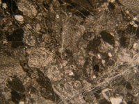dscn4842  Calcare: bioclasti cementati in matrite fangosa (micrite). Carbonate grains in mud matrix.