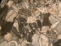 DSCN4864  Calcare: bioclasti cementati in matrice fangosa (micrite). Carbonate grains in mud matrix.