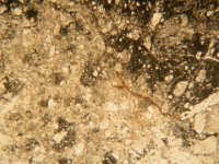 DSCN4981  Granito a pasta basalitica