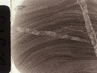 D519  Sezione sottile del campione arenaria a palombini , scala orizzontale= 2,5 cm. Thin section of the sample, orizontal scale= 2,5 cm.