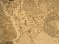 DSCN4953  Microfoto a NP, scala orizzontale 5mm. Arenaria costituita da clasti di roccia carbonatica (di colore grigio da chiaro a scuro) con varie tessiture e cristalli di quarzo e feldspati (incolore). Photomicrograph a PP, orizontal scale 5mm. Sandstone consisting of limestone grains (grey), and quartz and feldspatic crystals (white).