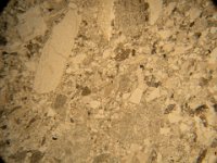 DSCN4957  Microfoto a NP, scala orizzontale 5mm. Arenaria costituita da clasti di roccia carbonatica (di colore grigio da chiaro a scuro) con varie tessiture e cristalli di quarzo e feldspati (incolore). Photo micrograph a PP, orizontal scale 5mm. Sandstone consisting of limestone grains (grey), and quartz and feldspatic crystals (white).